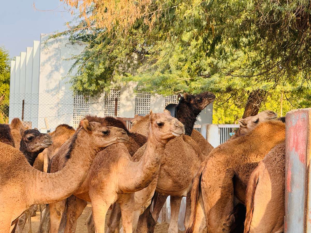 Camel Research Centre Bikaner