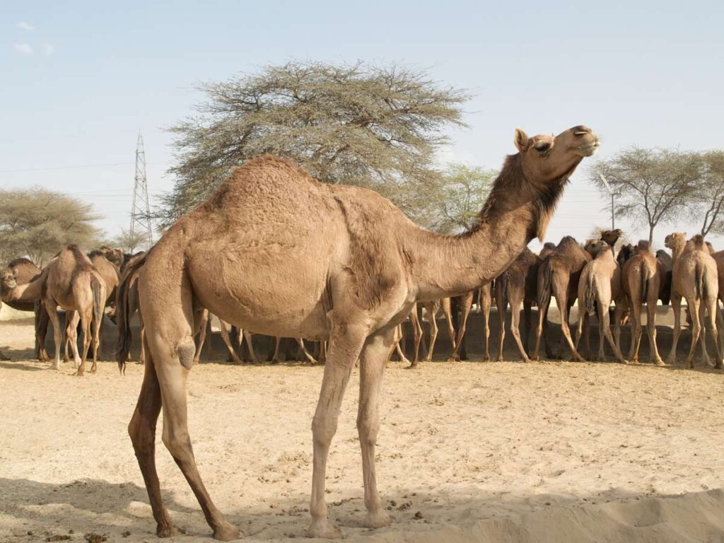 History of Camel Research Centre