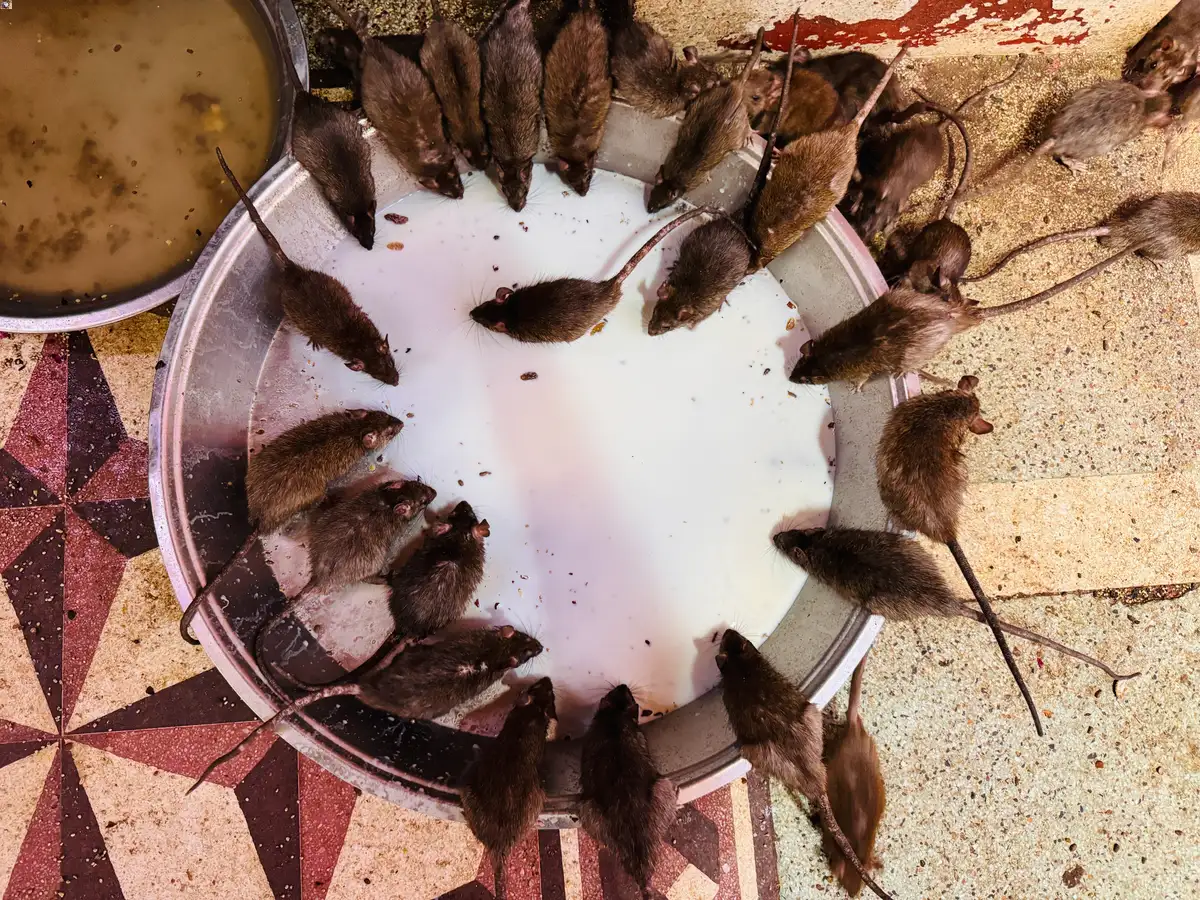 Karni Mata Temple Bikaner