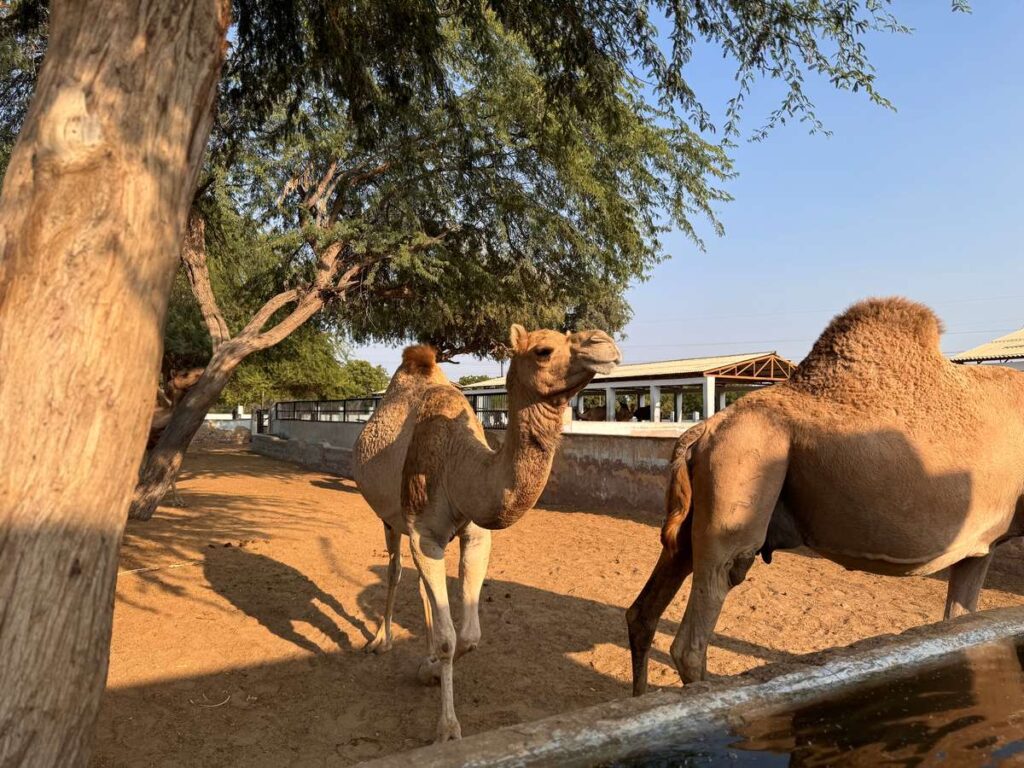 Overview of Camel Research Centre